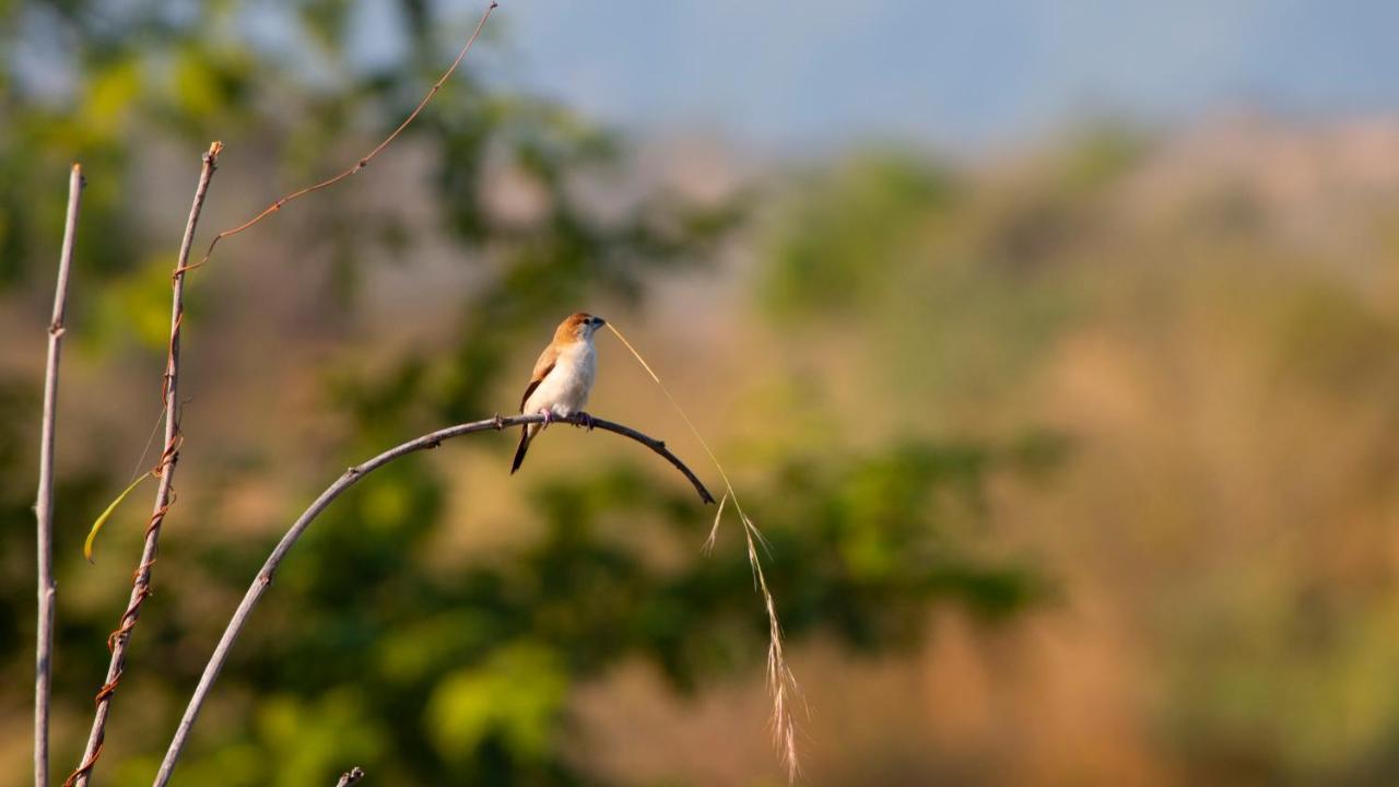 Dera Baghdarrah Nature Retreat Удайпур Екстер'єр фото