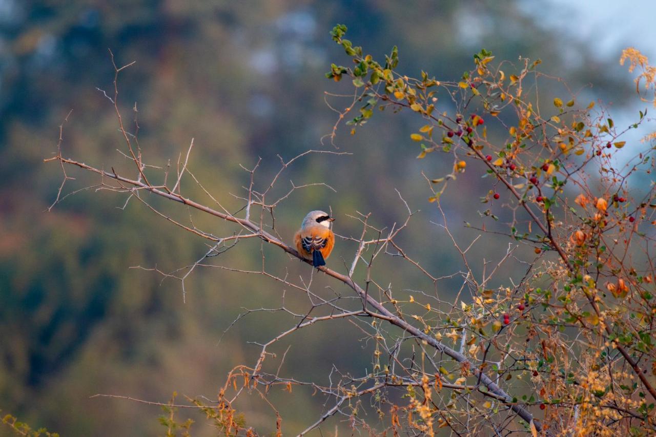 Dera Baghdarrah Nature Retreat Удайпур Екстер'єр фото