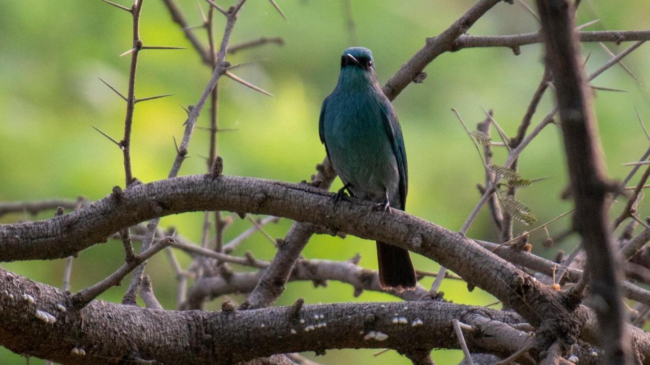 Dera Baghdarrah Nature Retreat Удайпур Екстер'єр фото