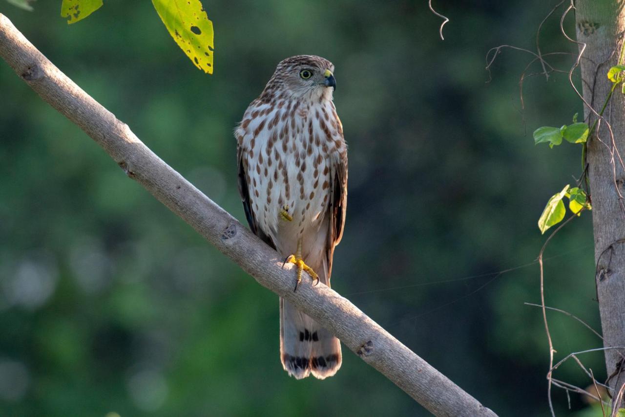 Dera Baghdarrah Nature Retreat Удайпур Екстер'єр фото